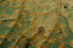 Coleosporium campanulae