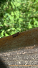 Acrididae