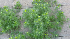 Matricaria discoidea