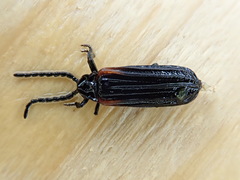 Greenarus thoracicus