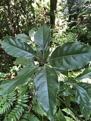 Cinnamomum micranthum