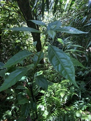 Cinnamomum micranthum