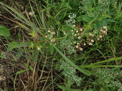 Galium rubioides