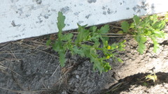 Senecio vulgaris