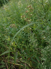 Galium rubioides