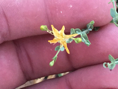 Hypericum triquetrifolium