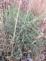 Hypericum triquetrifolium