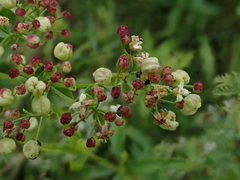 Galium rubioides
