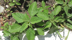 Amaranthus retroflexus