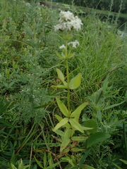 Galium rubioides