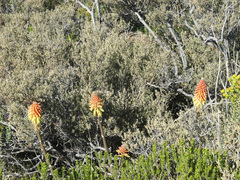 Kniphofia sarmentosa