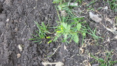 Senecio vulgaris