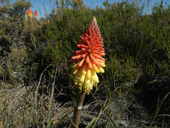 Kniphofia sarmentosa