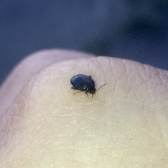 Scirtes hemisphaericus