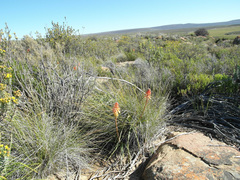 Kniphofia sarmentosa