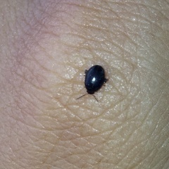 Scirtes hemisphaericus