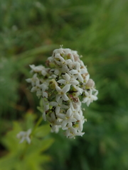 Galium rubioides