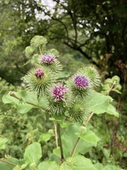 Arctium lappa
