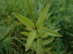 Galium rubioides