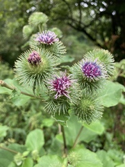Arctium lappa