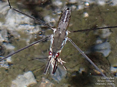 Aquarius paludum paludum