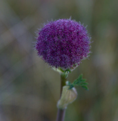 Sajanella monstrosa