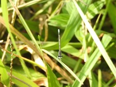 Agriocnemis pieris