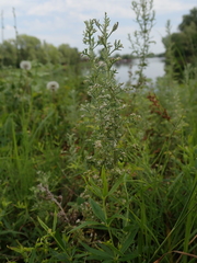 Artemisia
