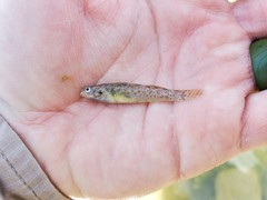 Etheostoma lepidum