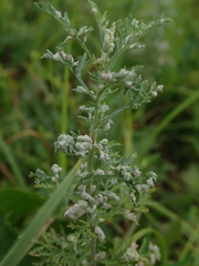Artemisia