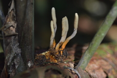 Ophiocordyceps melolonthae image