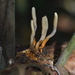 Ophiocordyceps melolonthae - Photo (c) Robby Deans, algunos derechos reservados (CC BY-NC), uploaded by Robby Deans