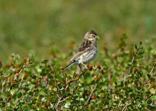 Pallas's Reed Bunting (Emberiza pallasi), photo 7