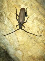 Aegosoma scabricorne