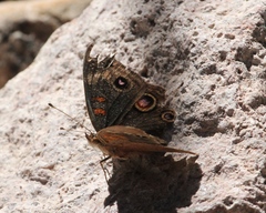 Junonia nigrosuffusa