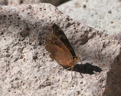 Junonia nigrosuffusa