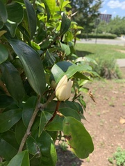 Magnolia