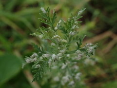 Artemisia
