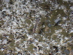 Aquarius paludum paludum