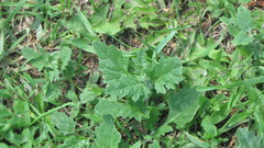 Atriplex tatarica