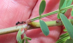 Atopomyrmex mocquerysi