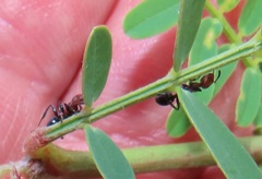 Atopomyrmex mocquerysi