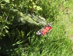 Callimorpha dominula