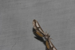 Euscirrhopterus poeyi