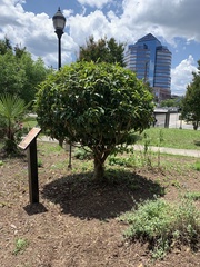 Magnolia