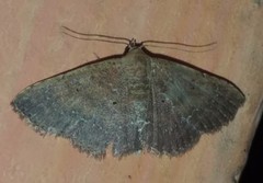 Cerynea punctilinealis