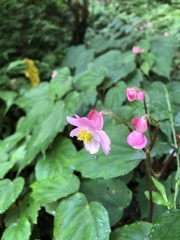 Begonia pinglinensis