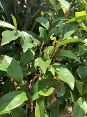 Magnolia