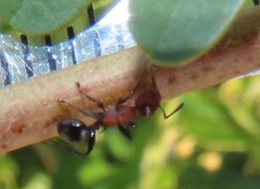 Atopomyrmex mocquerysi