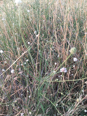 Cephalaria joppensis